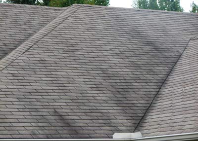 mold roof in Florida