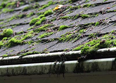 moss and lichen on roof florida