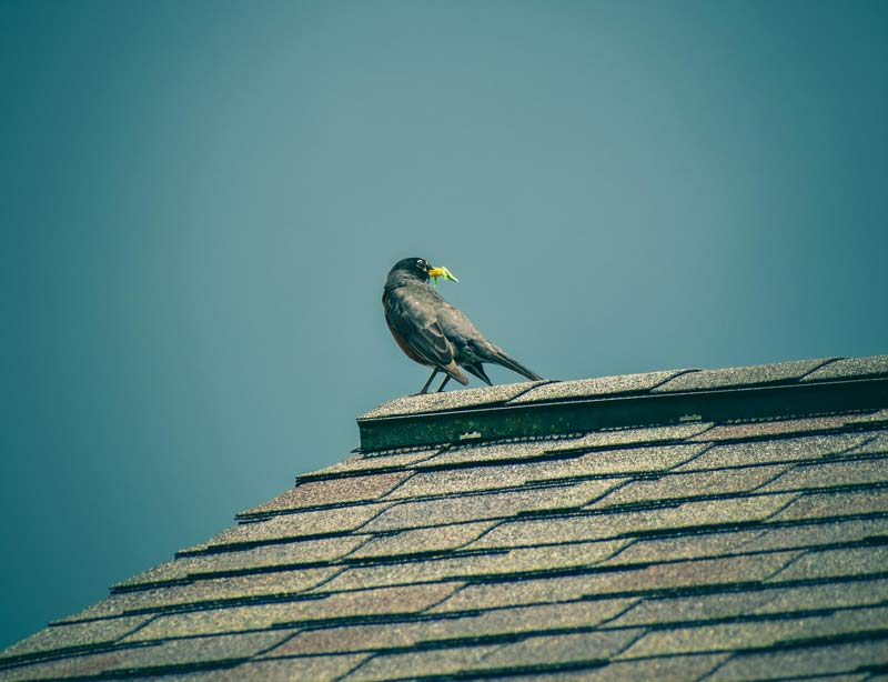 prepare your roof for spring